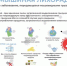 Одинцовский Роспотребнадзор напоминает: как защититься от геморрагической лихорадки с почечным синдромом - ЗАТО Власиха